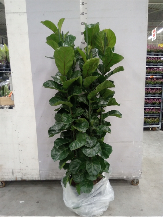 <h4>Ficus lyrata 'Bambino'</h4>