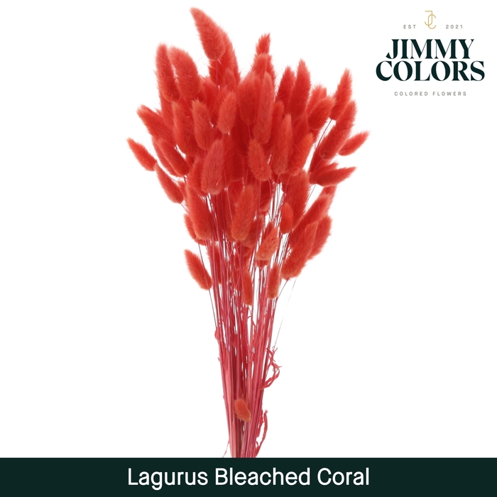 Lagurus bleached Coral