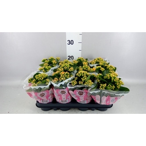 Kalanchoe blos. 'Signal'