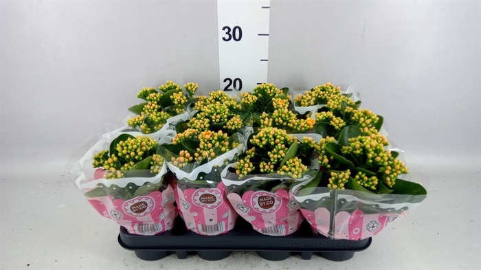 <h4>Kalanchoe blos. 'Signal'</h4>