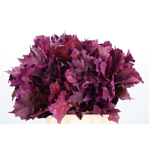 Quercus Kl Bh Erika