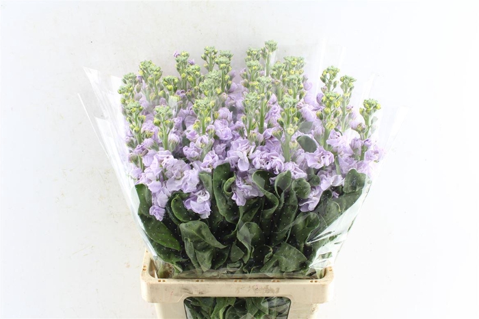 <h4>Matth Iron Lavendel</h4>