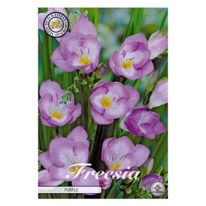 Freesia Single Purple x15 5/+