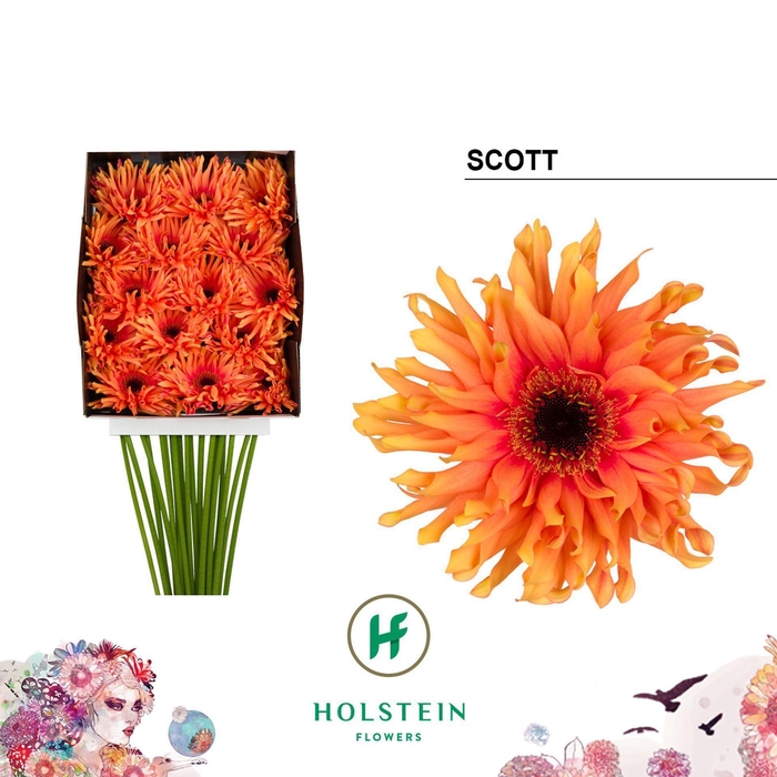 <h4>Gerbera GBK 'Gerpasta Scott'</h4>