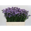 Limonium sinuatum Donau Birds