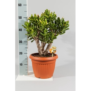 Crassula ovata 'Horn Tree Red'