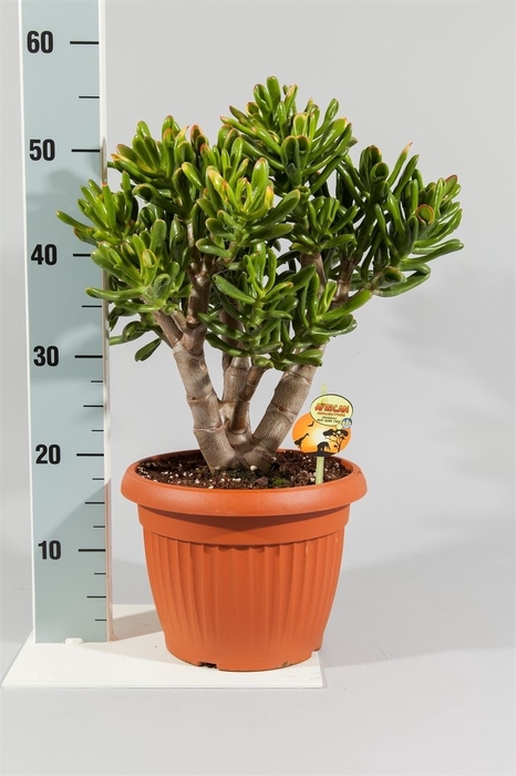 <h4>Crassula ovata 'Horn Tree Red'</h4>