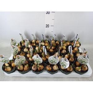 Galanthus nivalis   ...in pot