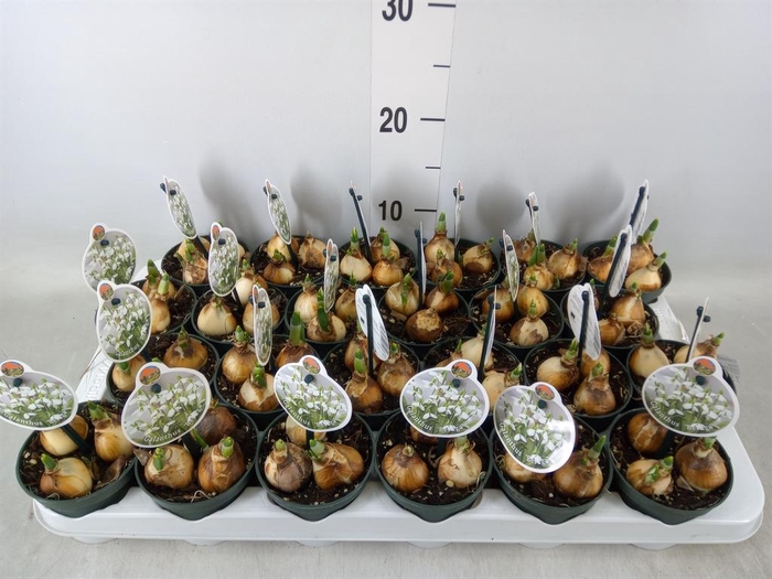 <h4>Galanthus nivalis ...in pot</h4>