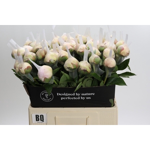 Paeonia Blush Queen