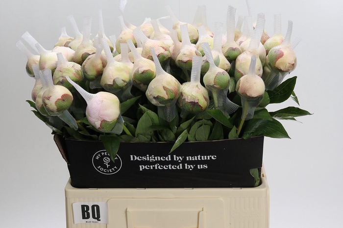 <h4>Paeonia Blush Queen</h4>