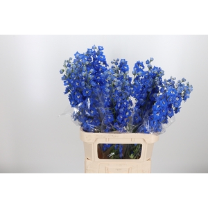Delphinium El Sky-liner