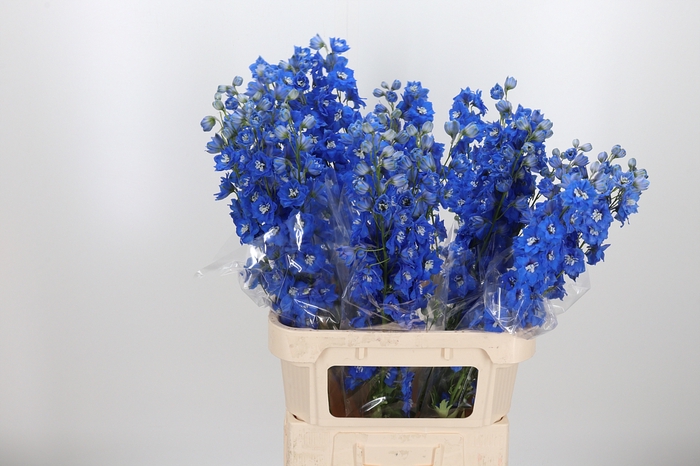 <h4>Delphinium El Sky-liner</h4>