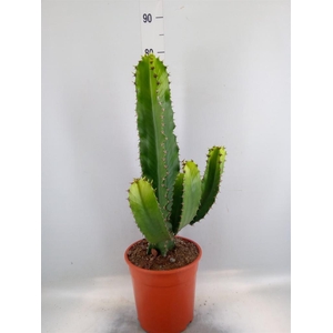 Euphorbia   ...