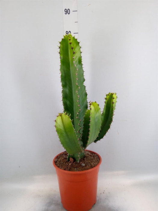 <h4>Euphorbia ...</h4>