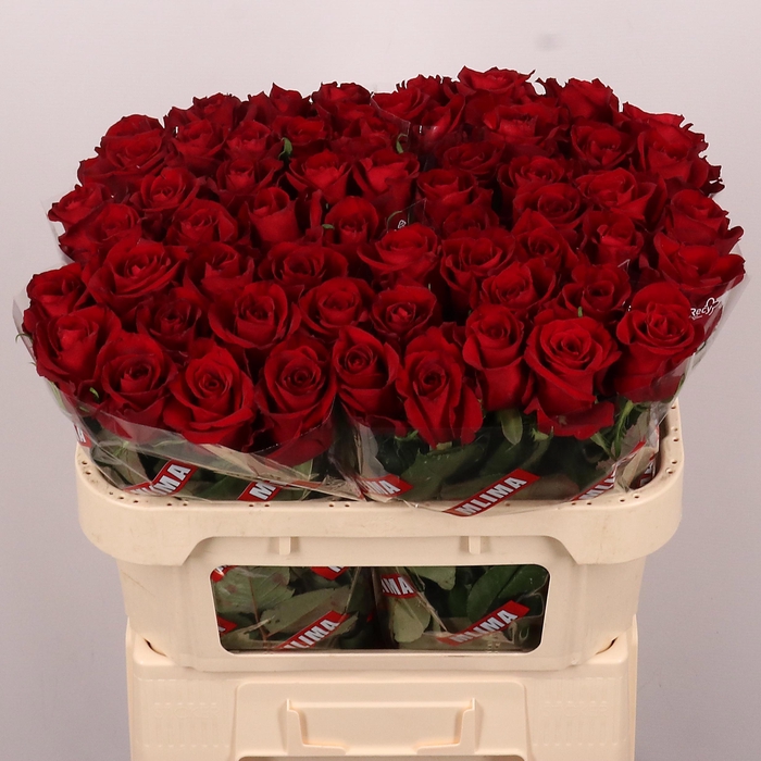 <h4>Rosa gr Ever Red</h4>