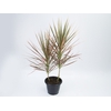 DRACENA COLORAMA P12