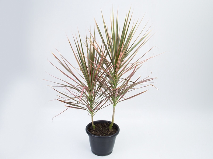 DRACENA COLORAMA P12