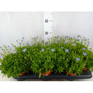 Felicia amell. 'Felicitara Blue'