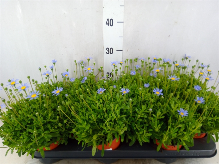 <h4>Felicia amell. 'Felicitara Blue'</h4>