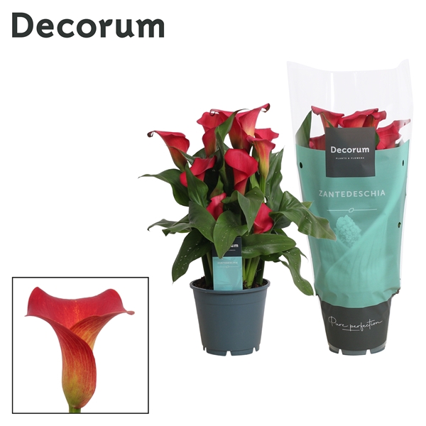 <h4>Zantedeschia Rood (Decorum)</h4>