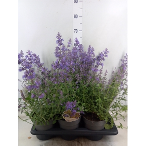Nepeta faassenii 'Walkers Low'
