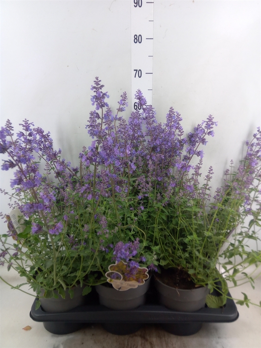 <h4>Nepeta faassenii 'Walkers Low'</h4>