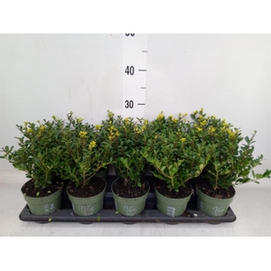 Ilex crenata 'Jenny'