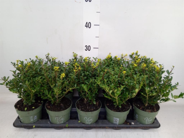 <h4>Ilex crenata 'Jenny'</h4>