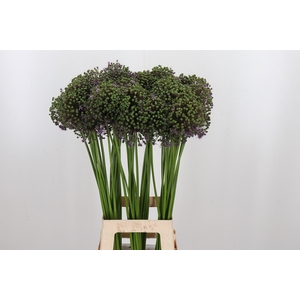 Allium Gladiator Zaad