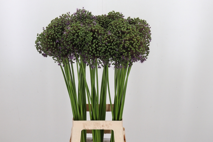 <h4>Allium Gladiator Zaad</h4>