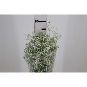 GYPSOPHILA DYNAMIC LOVE 070 CM MIN 250 GRAMAS