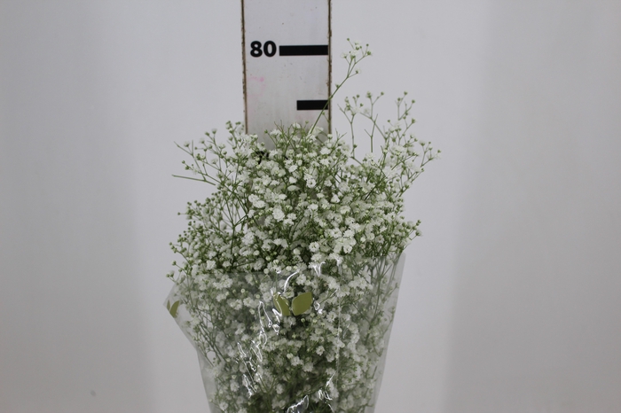 <h4>GYPSOPHILA DYNAMIC LOVE 070 CM MIN 250 GRAMAS</h4>