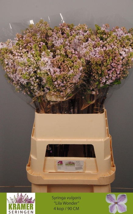 <h4>SYR V LILA WONDER</h4>