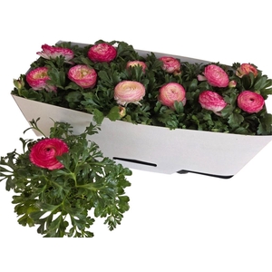 RANUN SPRINK VIO BIC