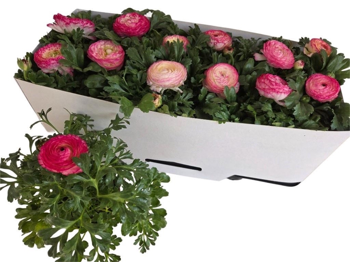 <h4>RANUN SPRINK VIO BIC</h4>