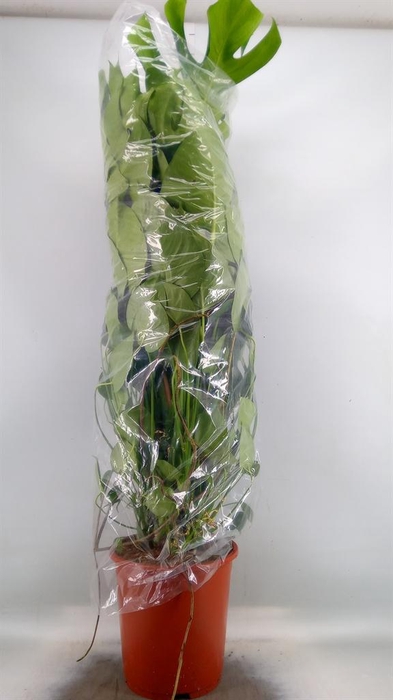 <h4>Monstera delic.</h4>