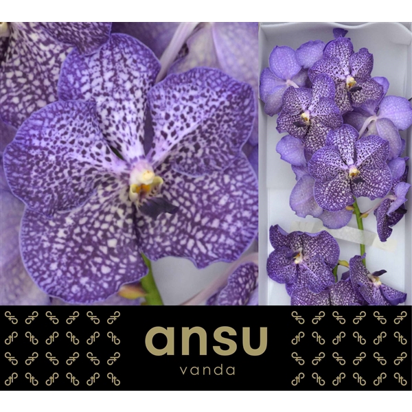 <h4>Vanda Sunanda Sapphire</h4>