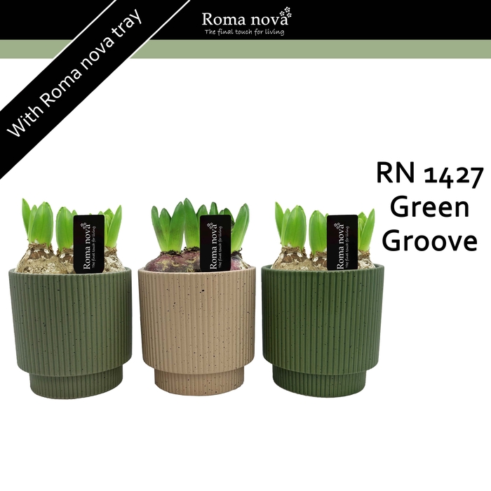 <h4>Hya Rom 1427 Green Groove</h4>