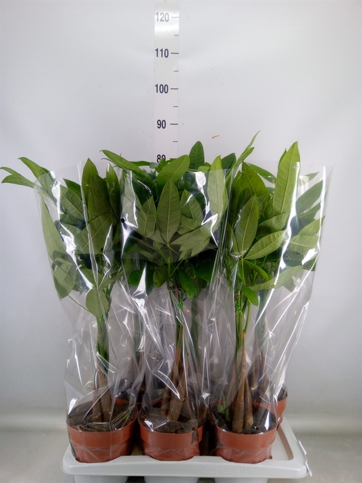 <h4>Pachira aquatica</h4>