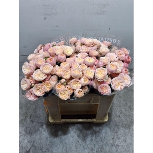 R Tr Royal Blush