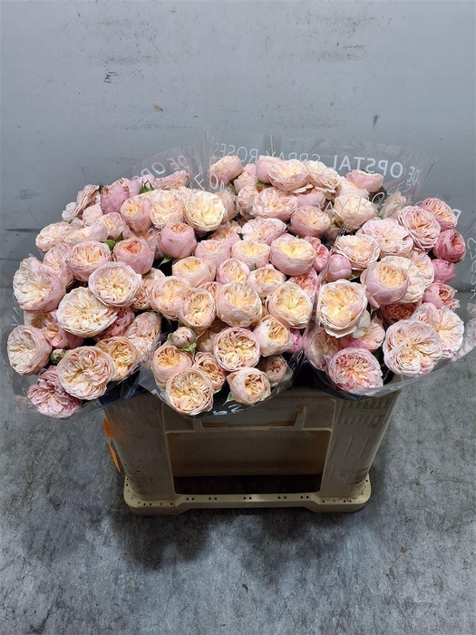 <h4>R Tr Royal Blush</h4>