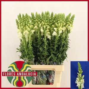 ANTIR POTO EARL WHIT