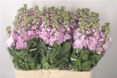 <h4>Matth Nl. Mathilda Light Pink</h4>