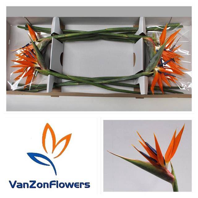 <h4>STREL REGINAE BLOEM x12 v Zon 23 CM !!</h4>