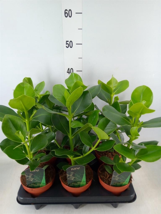 <h4>Clusia rosea 'Princess'</h4>