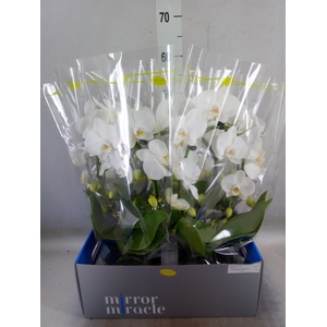 Phalaenopsis   ...white