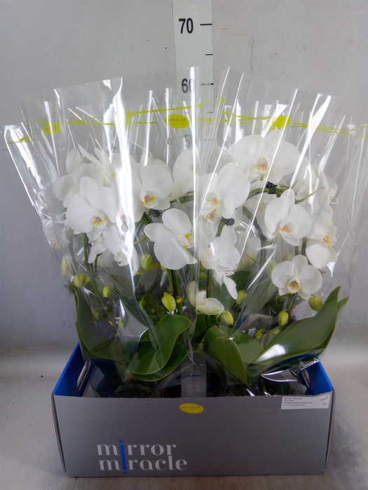 <h4>Phalaenopsis   ...white</h4>