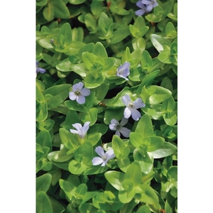Bacopa caroliniana (11x11)