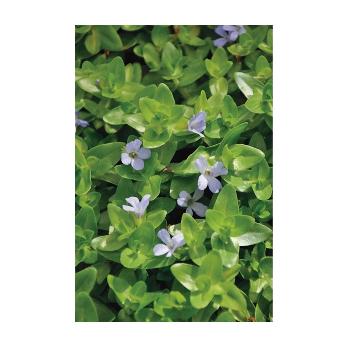 <h4>Bacopa caroliniana (11x11)</h4>